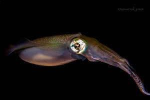 "Squid" by Wayne Jones 